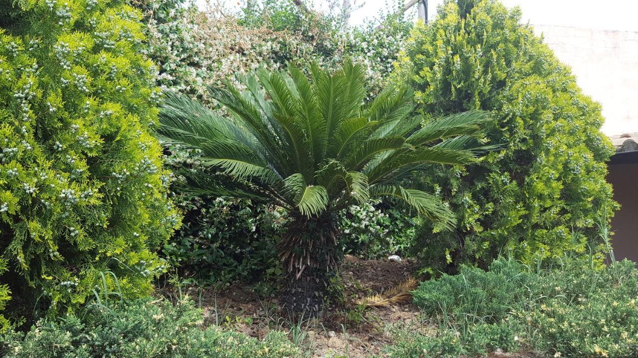 Azienda Agricola Sinisi Cerveteri Buitenkant foto