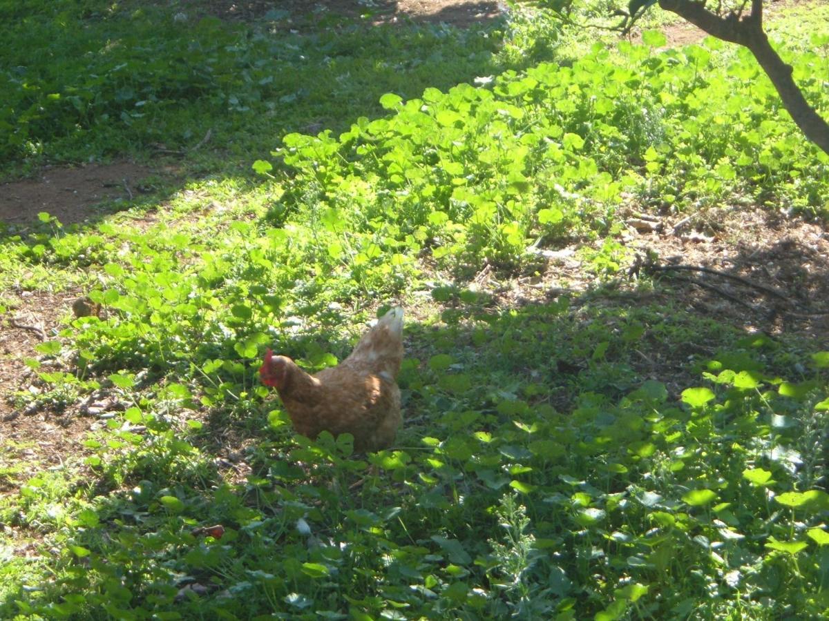 Azienda Agricola Sinisi Cerveteri Buitenkant foto